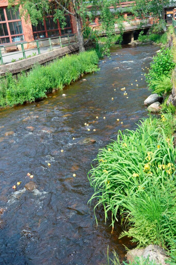 Kylpyankkoja kellumassa Karjaanjoessa
